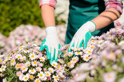 Local Plumstead tree inspection checklist and preparation tips