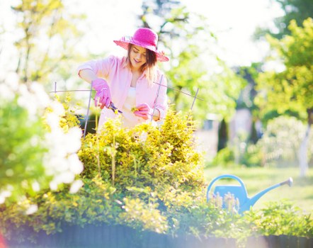 Tree inspection services for Plumstead commercial properties