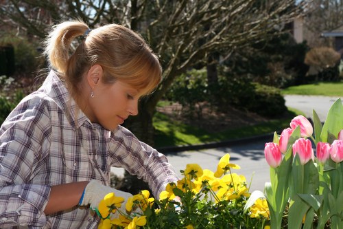 Careful hedge maintenance near homes and gardens in Plumstead